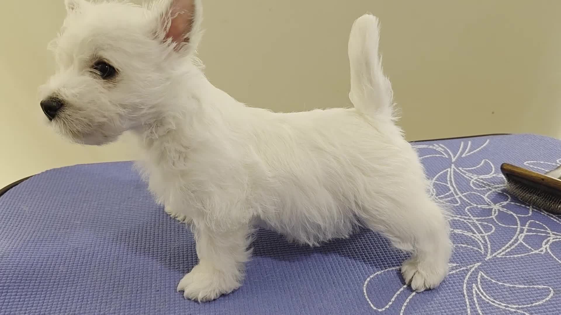 West Highland Terrier dogs for sale: Strong full of life and joy girls KC registered  - Video 2