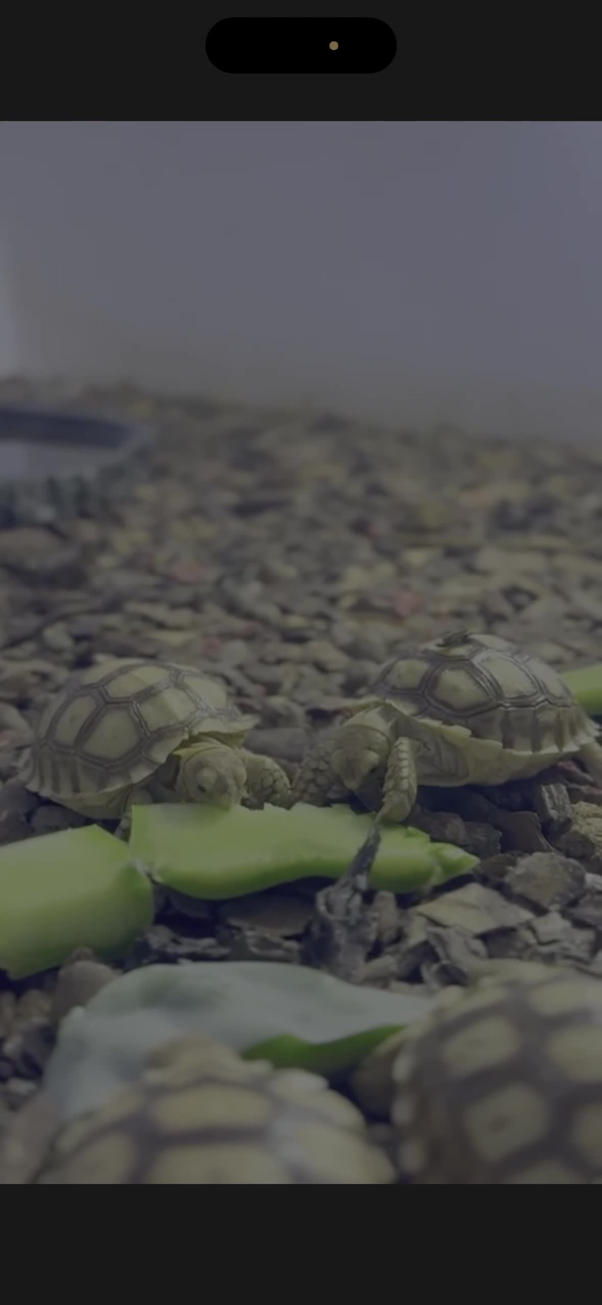 Gecko reptiles for sale: Crested and Leopard geckos available - Video 1