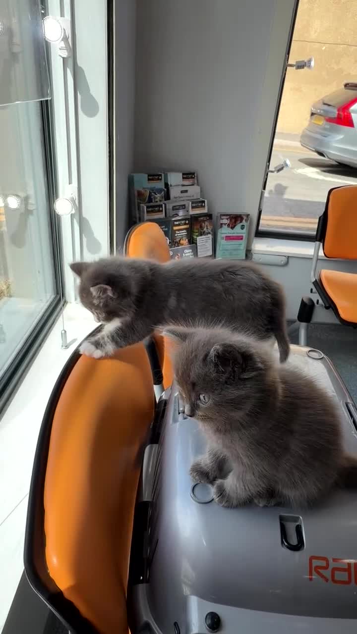 Mixed Breed cats for sale: 2 Gorgeous,Persian x British Shorthair Kittens - Video 2