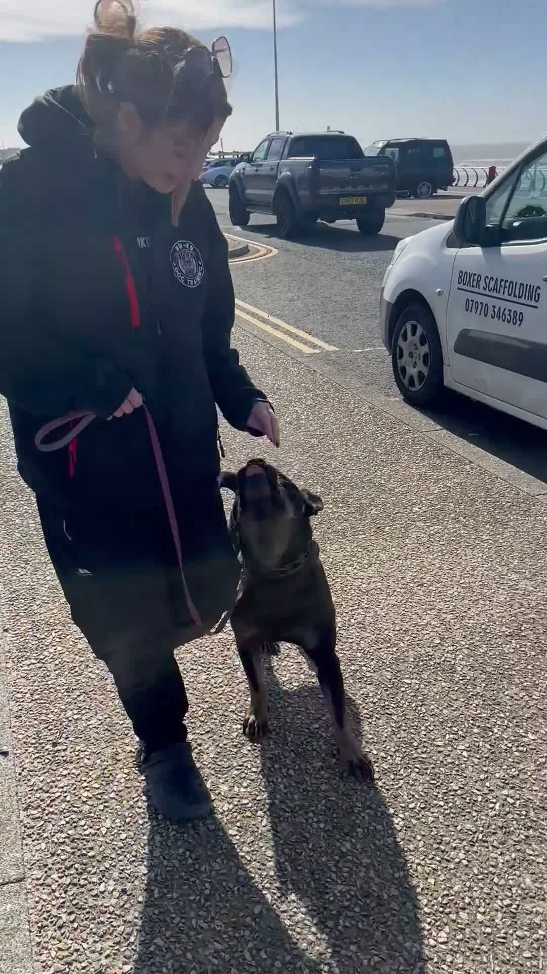 Mixed Breed dogs for sale: Reggie in Blackpool - Video 1