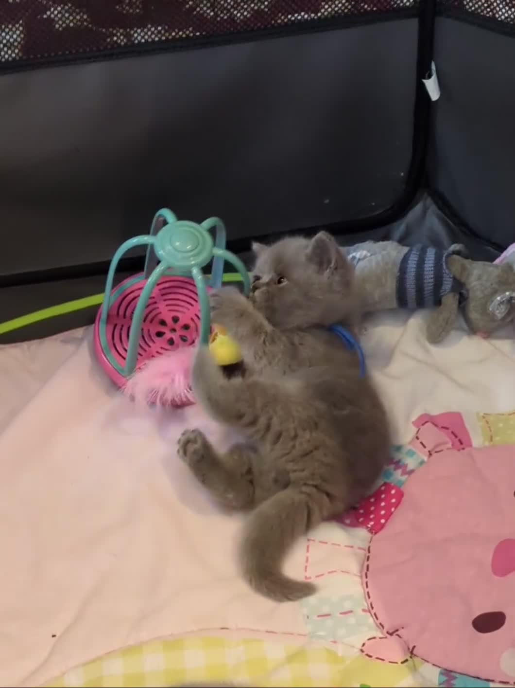 British Shorthair cats for sale: Classic Blue British Shorthair - Video 2