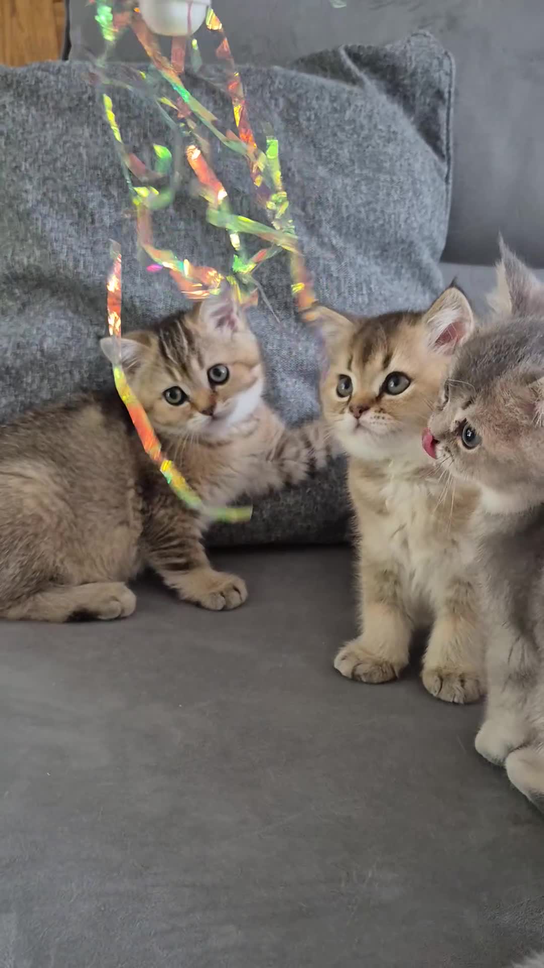 British Shorthair cats for sale: Golden British babies - Video 1