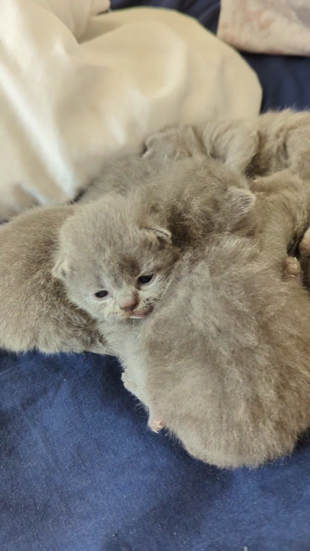 British Shorthair cats for sale: Purebred British shorthairs - Video 1