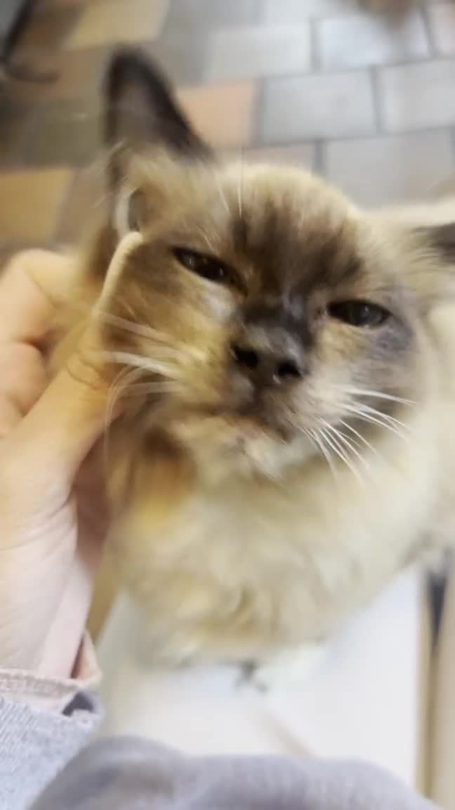 Ragdoll cats for sale: Ragdoll for sale in Blackburn  - Video 1
