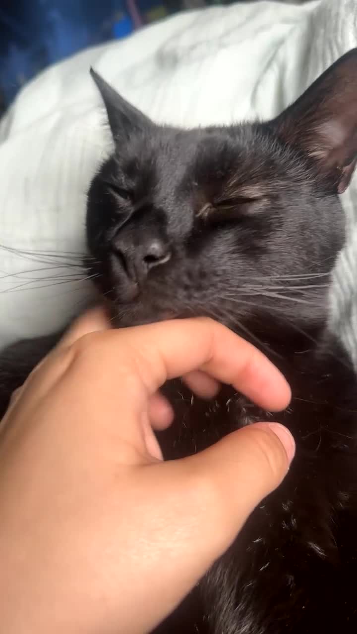 Bombay cats for sale: Shadow - Gentle playful boy - Video 1