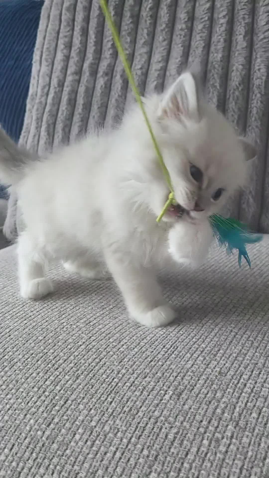 Ragdoll cats for sale: HCM/PKD clear ragdoll kittens  - Video 2