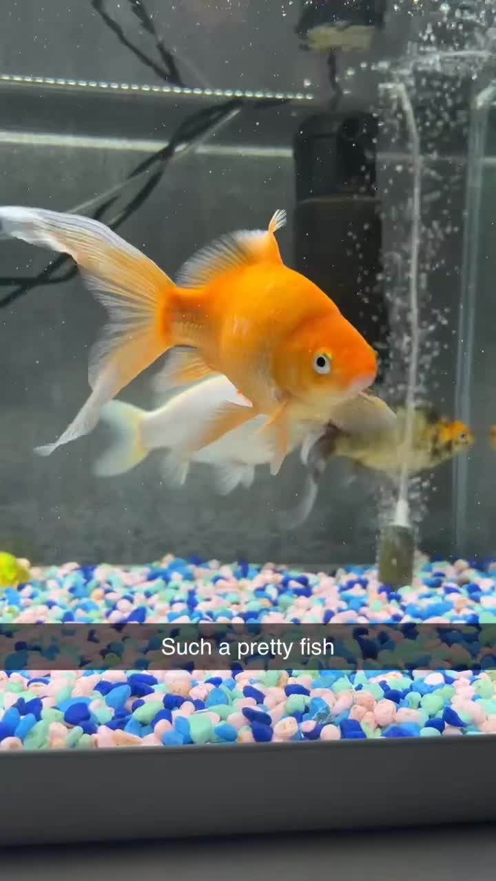 Goldfish fish for sale: 3 gold fish, tank and accessories for sale  - Video 4