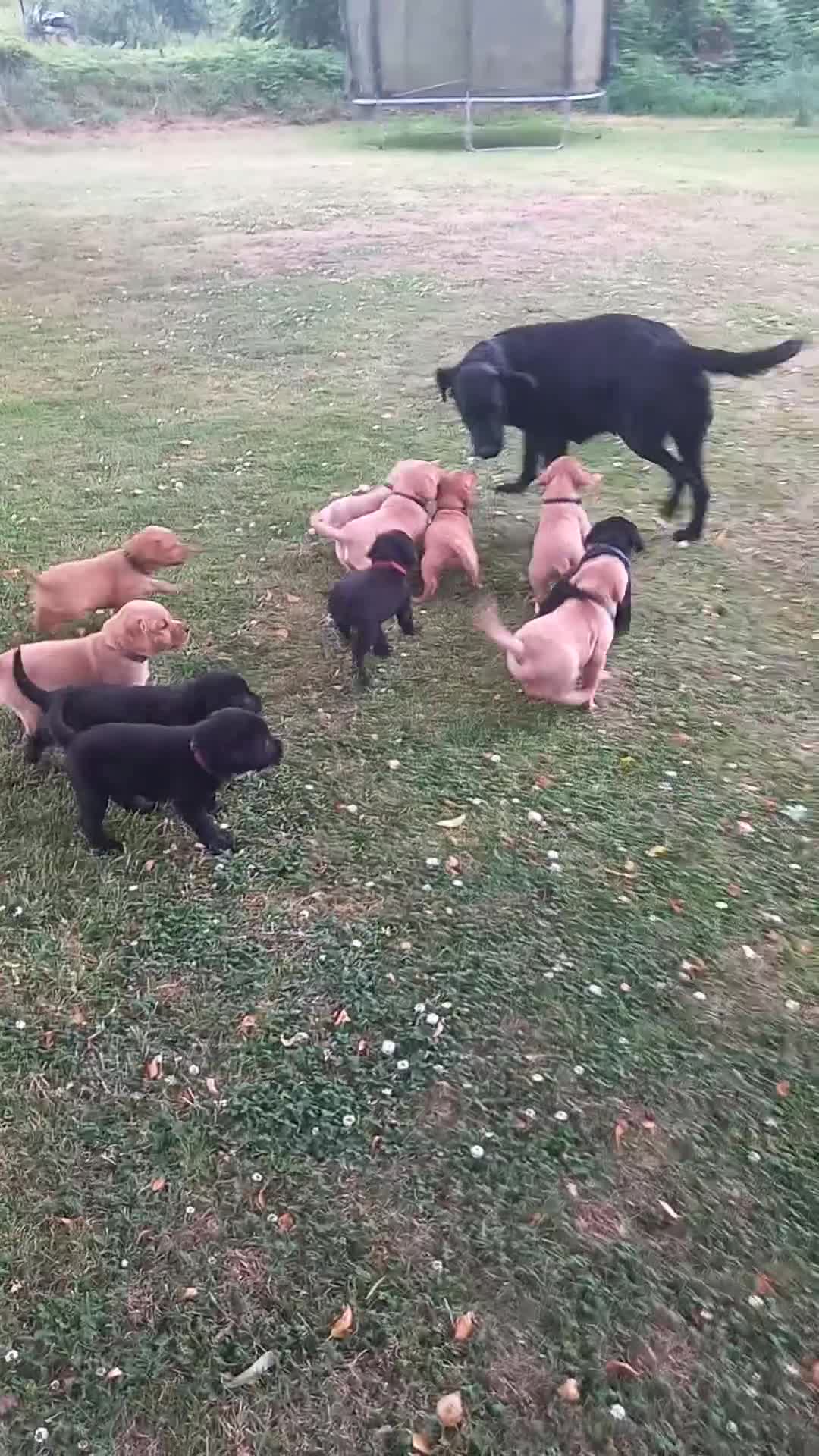 Labrador Retriever dogs for sale: Gorgeous KC registered puppies - Video 1