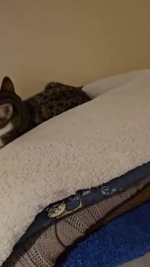 Mixed Breed cats for adoption: A pair of bonded rescue kittens need home to share - Video 2