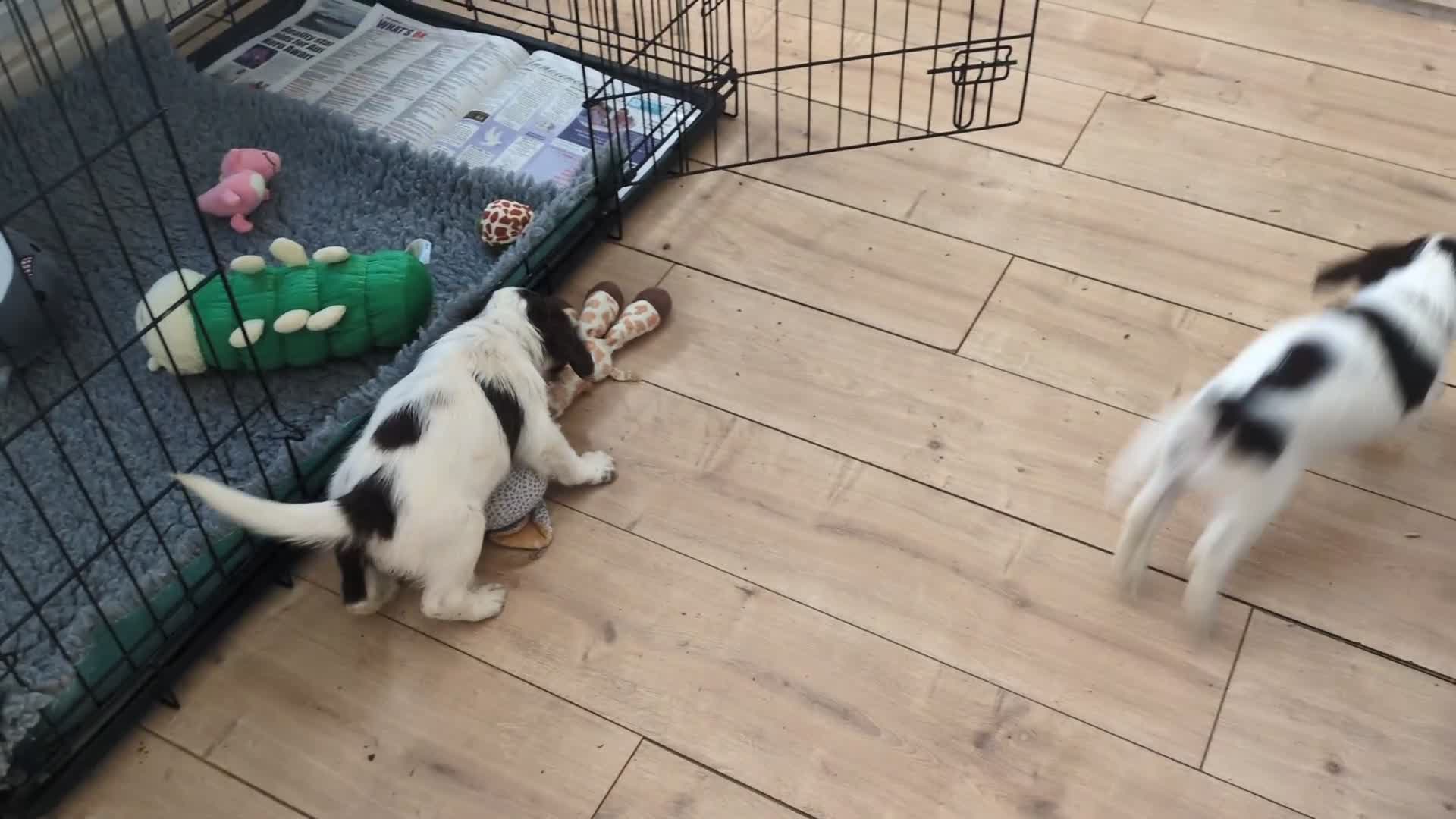 English Springer Spaniel dogs for sale: English Springer puppy *READY NOW* - Video 1