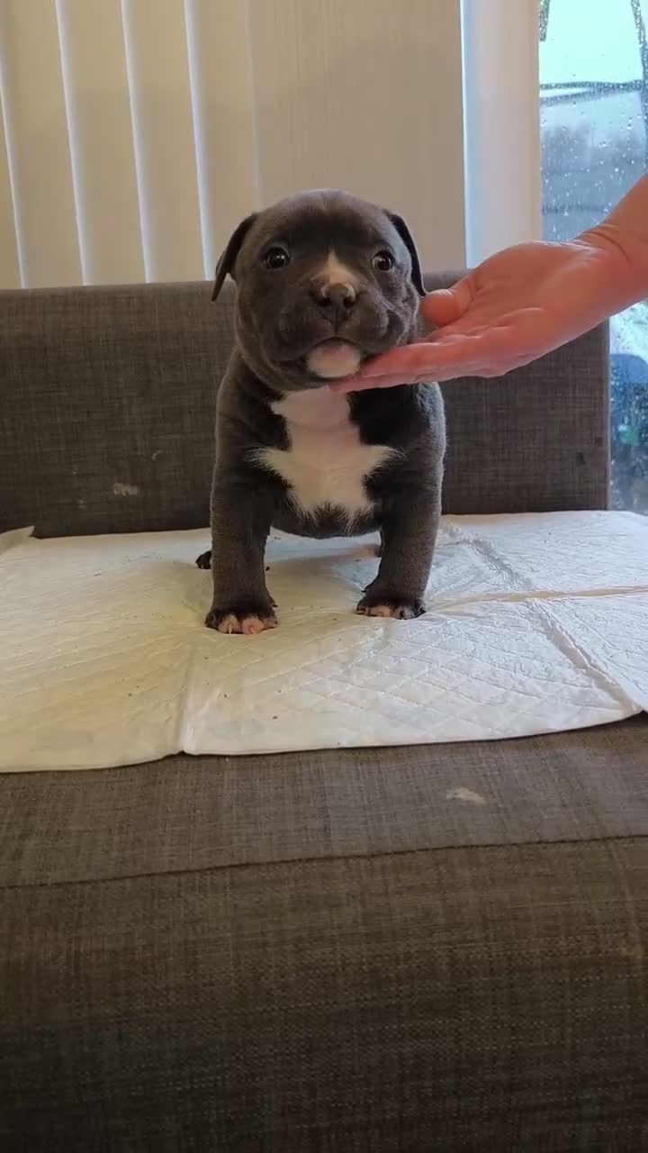 American Bully dogs for sale: American Bully Pocket Puppies ready for new Homes - Video 1