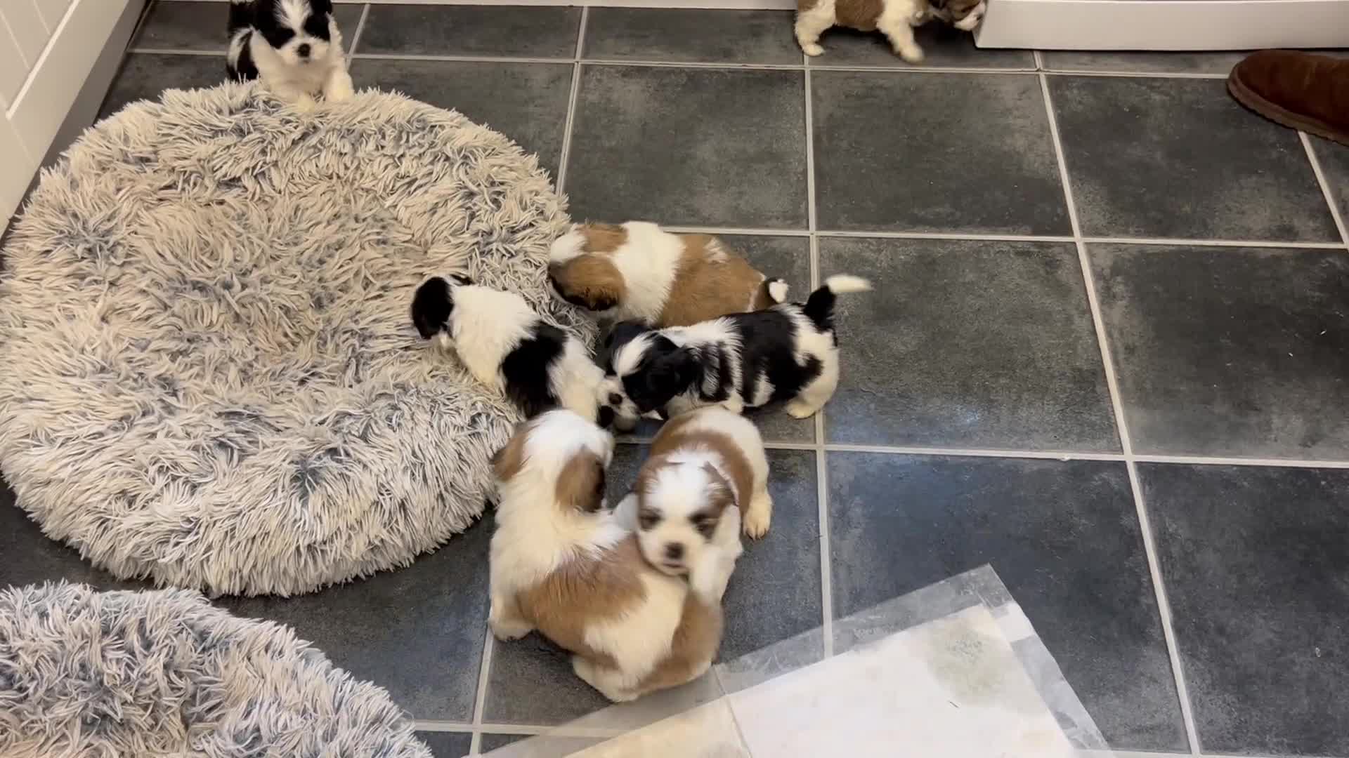 Shih Tzu dogs for sale: Shih tzu puppies for sale - Video 1