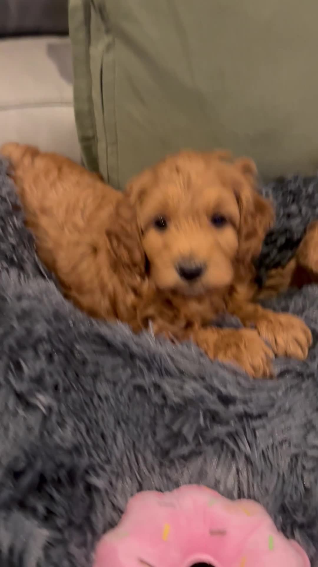 Cockapoo dogs for sale: MINI F1b COCKAPOO Puppies - Video 1