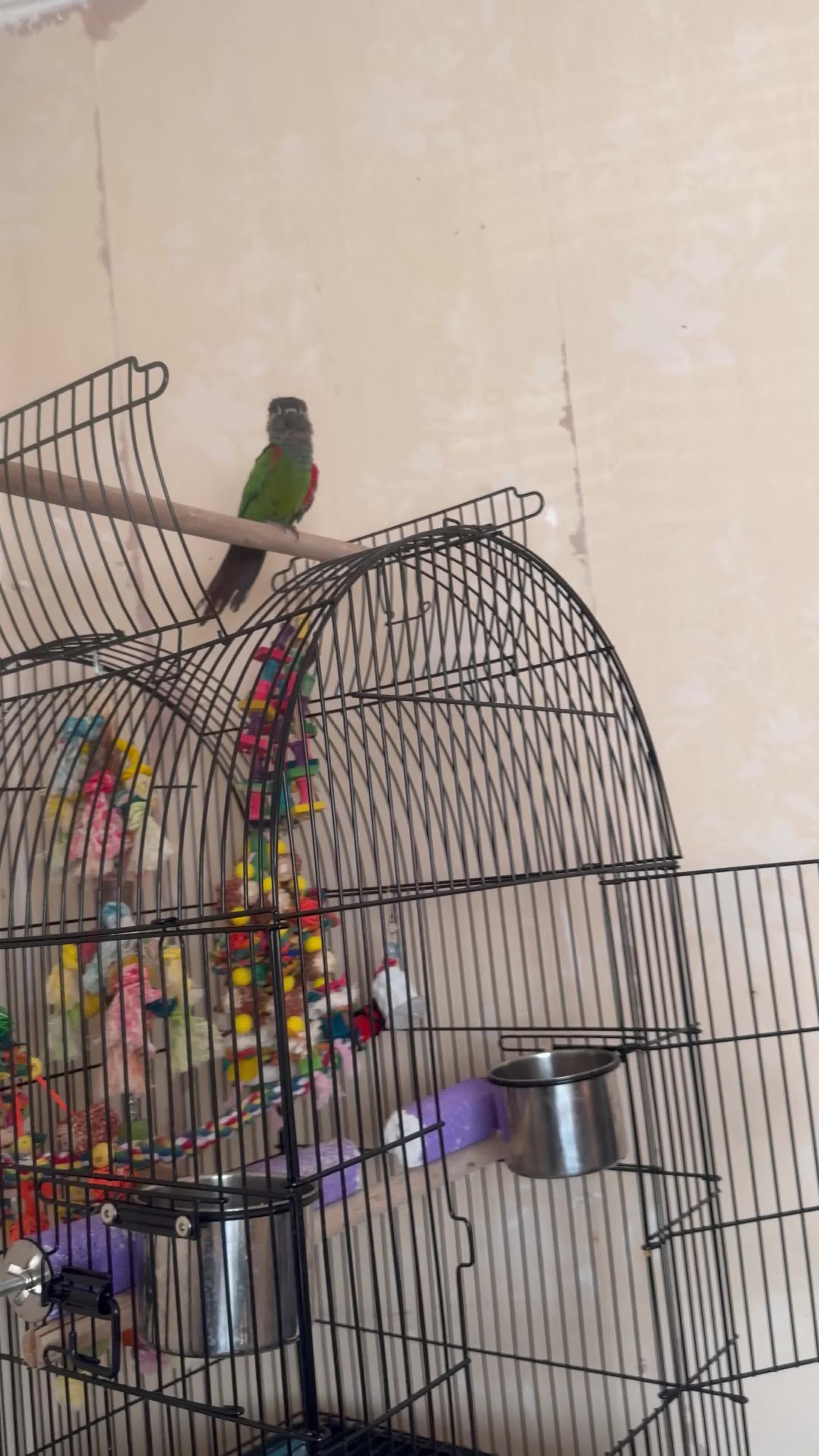 Conures birds for sale: Conure hand time - Video 1
