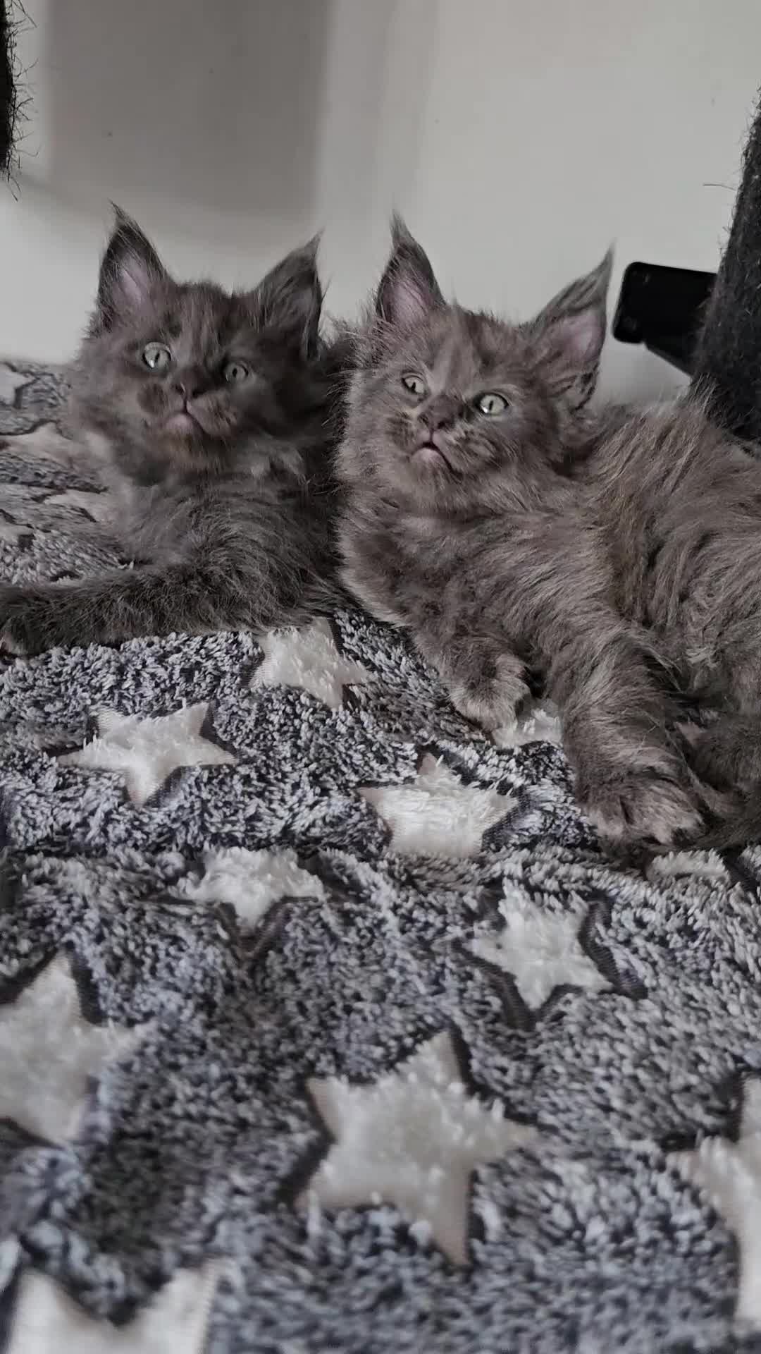 Maine Coon cats for sale: 🔥*Stunning Litter of 8💎Solid Blue Maine Coon*🔥  - Video 1