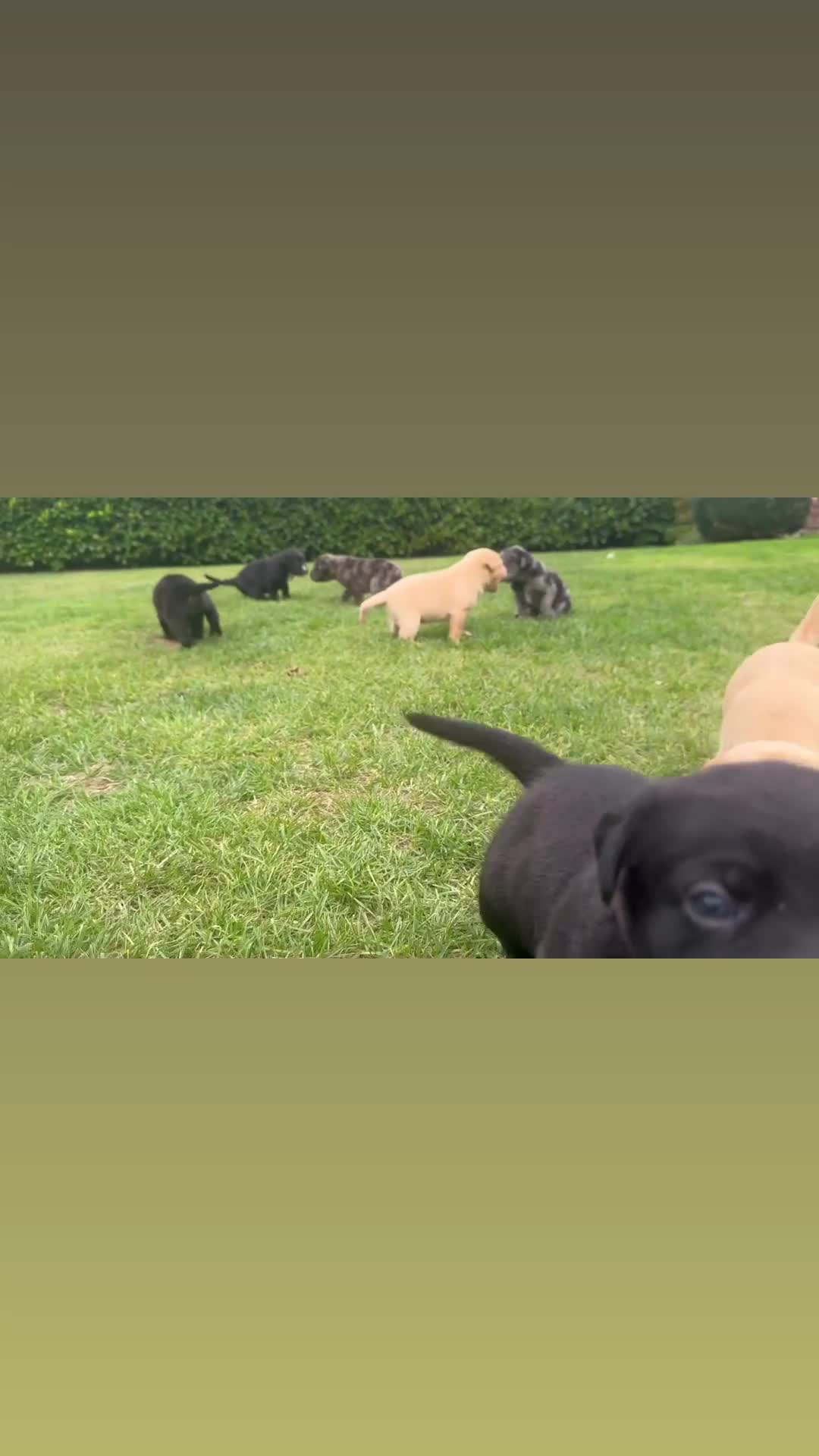 Mixed Breed dogs for sale: Puppies  - Video 1