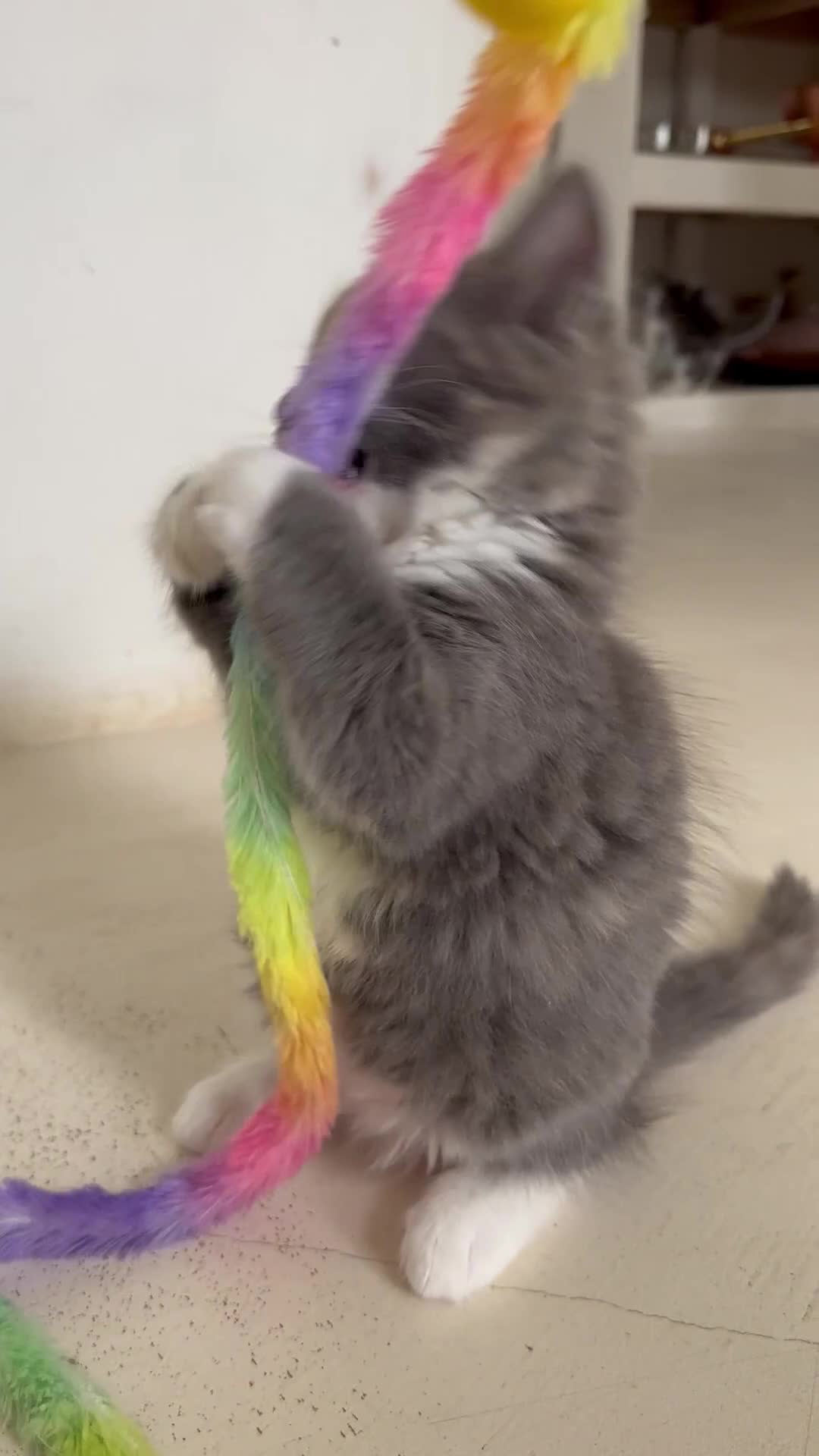 Ragdoll cats for sale: Gorgeous half pedigree Ragdoll kittens - Video 1