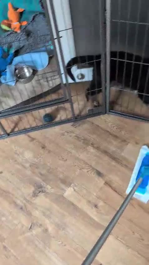 German Shepherd dogs for sale: KC Registered/health tested German Shepherd Puppy - Video 4
