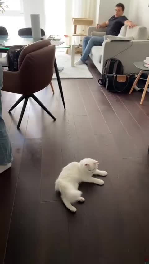 Mixed Breed cats for adoption: BLANCO ! ADORABLE AFFECTIONATE KITTEN NEUTERED - Video 4