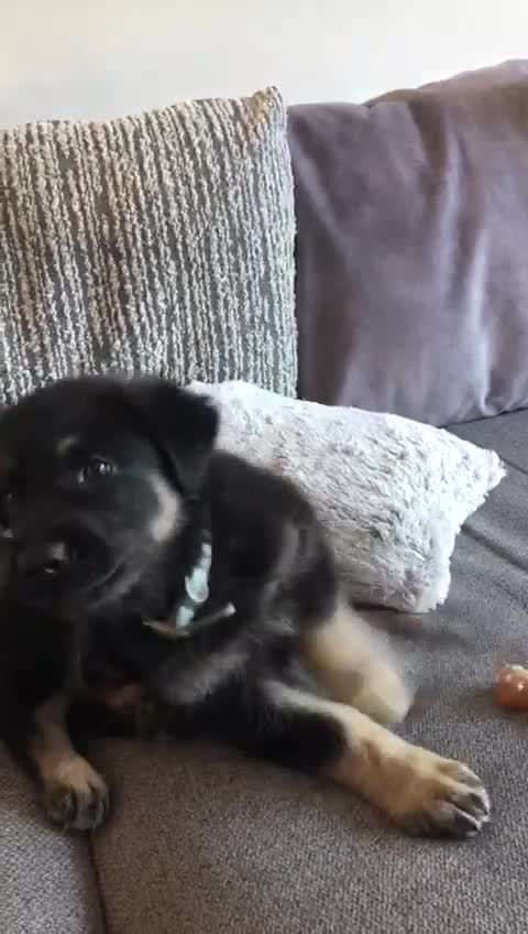 German Shepherd dogs for sale: Male 1year old old German Sheppard  - Video 1