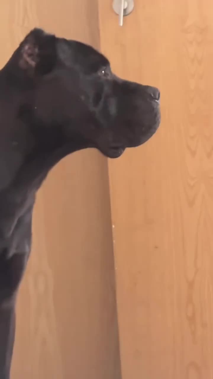 Cane Corso dogs for sale: Major the Male cane corso - Video 2