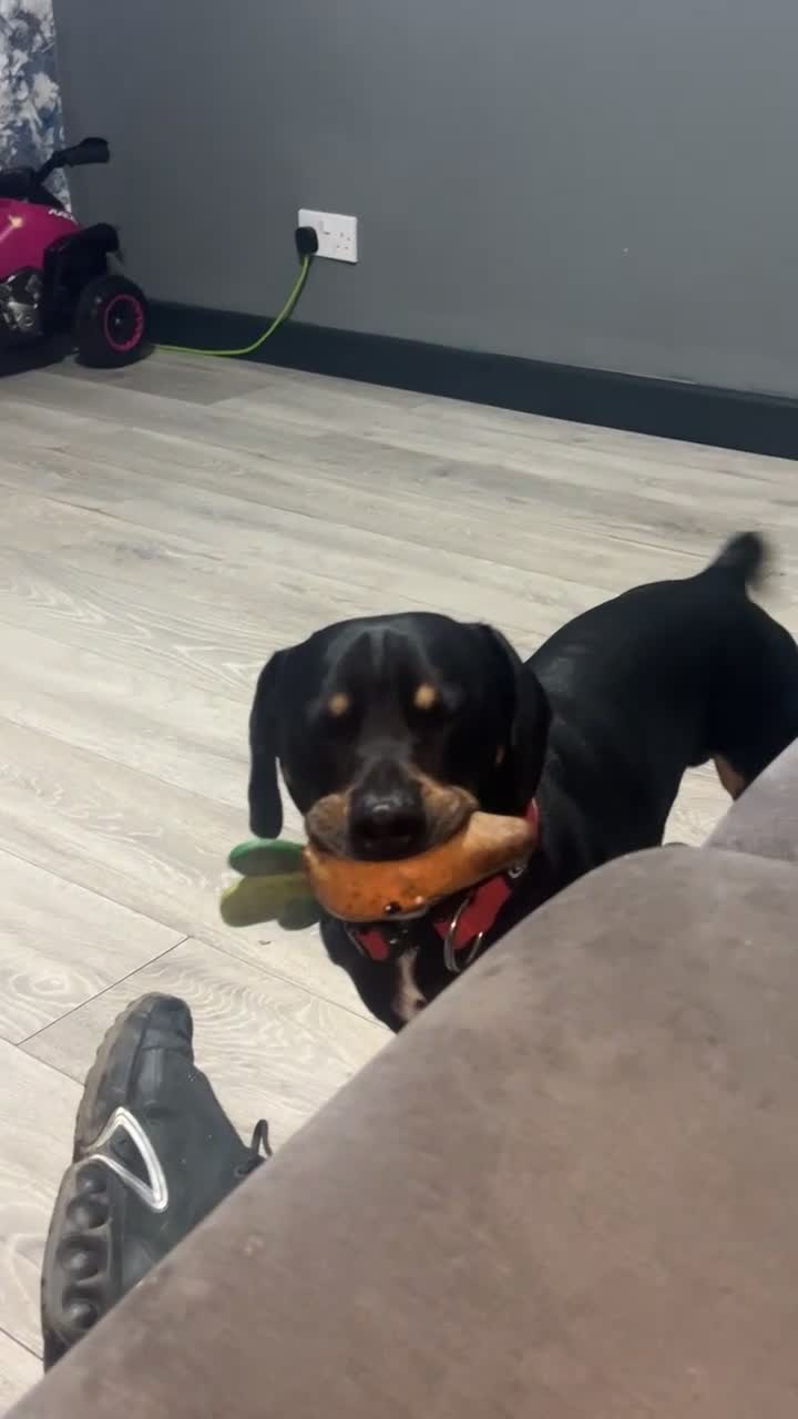 Mixed Breed dogs for sale: DaschundXRottweiler - Video 1