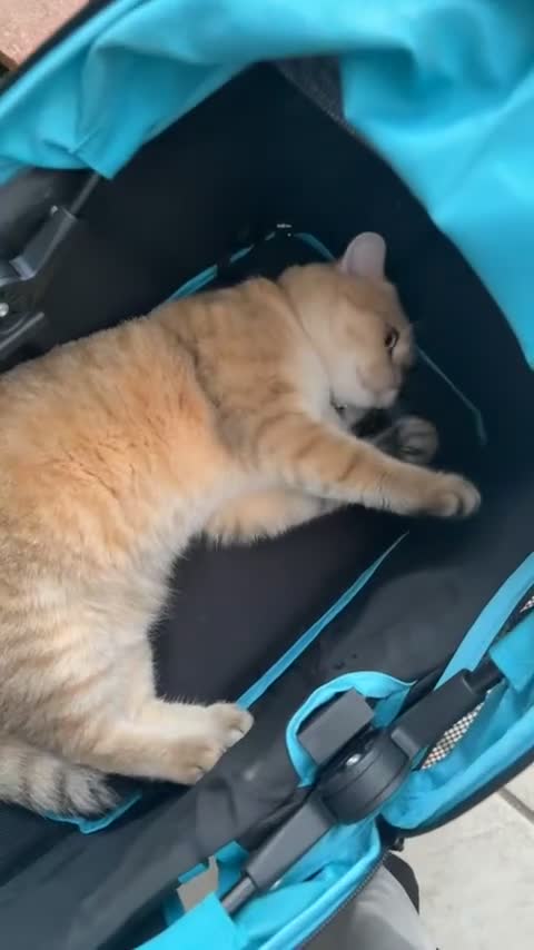 British Shorthair cats for sale: Home cat well kept and cleaned in Slough - Video 2