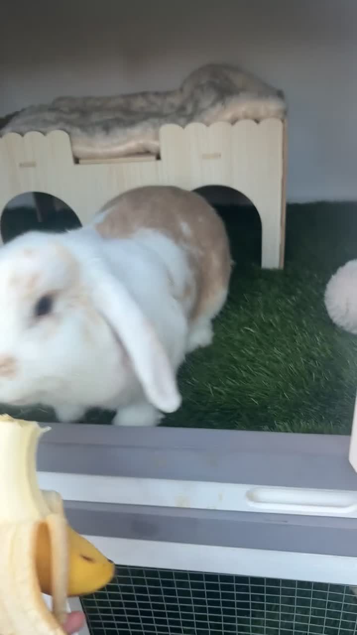 Mini Lop rabbits for sale: White & Brown Mini Lop (Female) in Colchester - Video 3