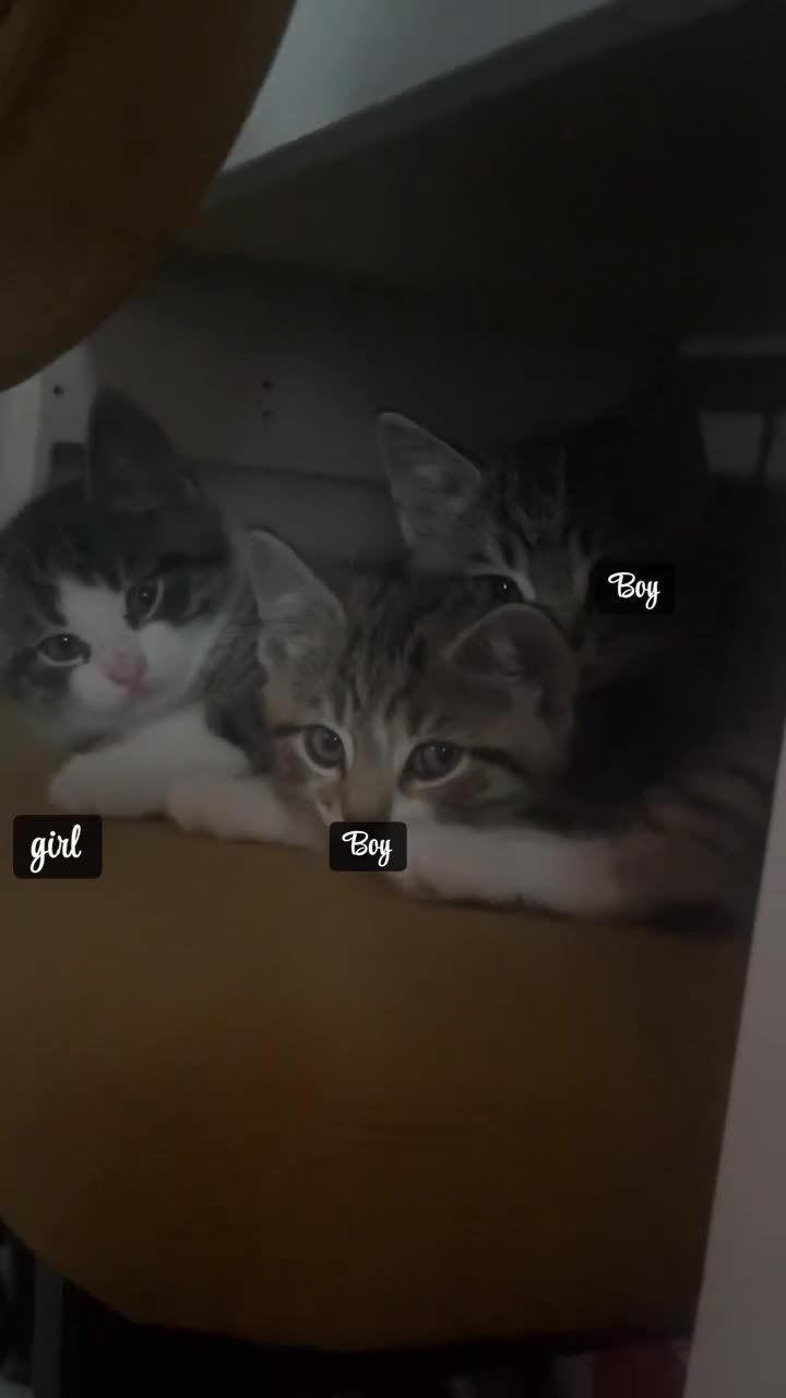 Mixed Breed cats for sale: 3 mixed tabby kittens for sale!  - Video 3