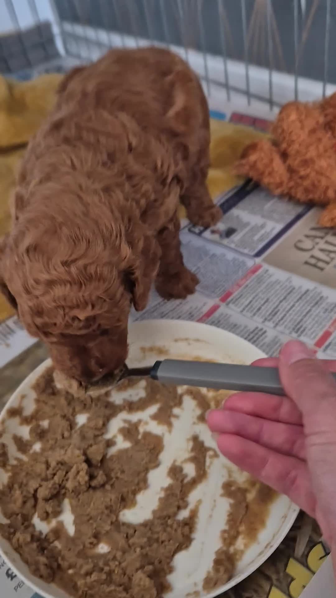 Labradoodle dogs for sale: Male toy labradoodle  - Video 3