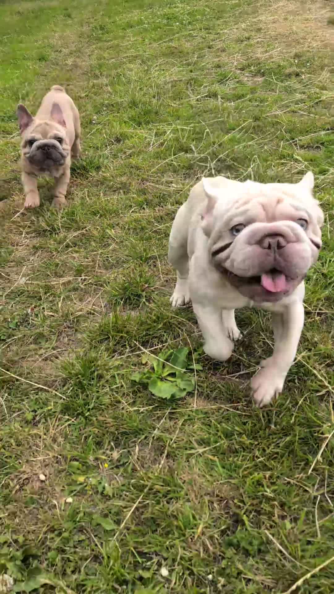 French Bulldog dogs for stud: Lilac platinum french bulldog stud in Portsmouth - Video 1