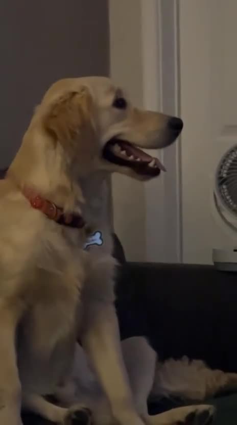 Golden Retriever dogs for sale: REHOME Parker the golden retriever  - Video 1