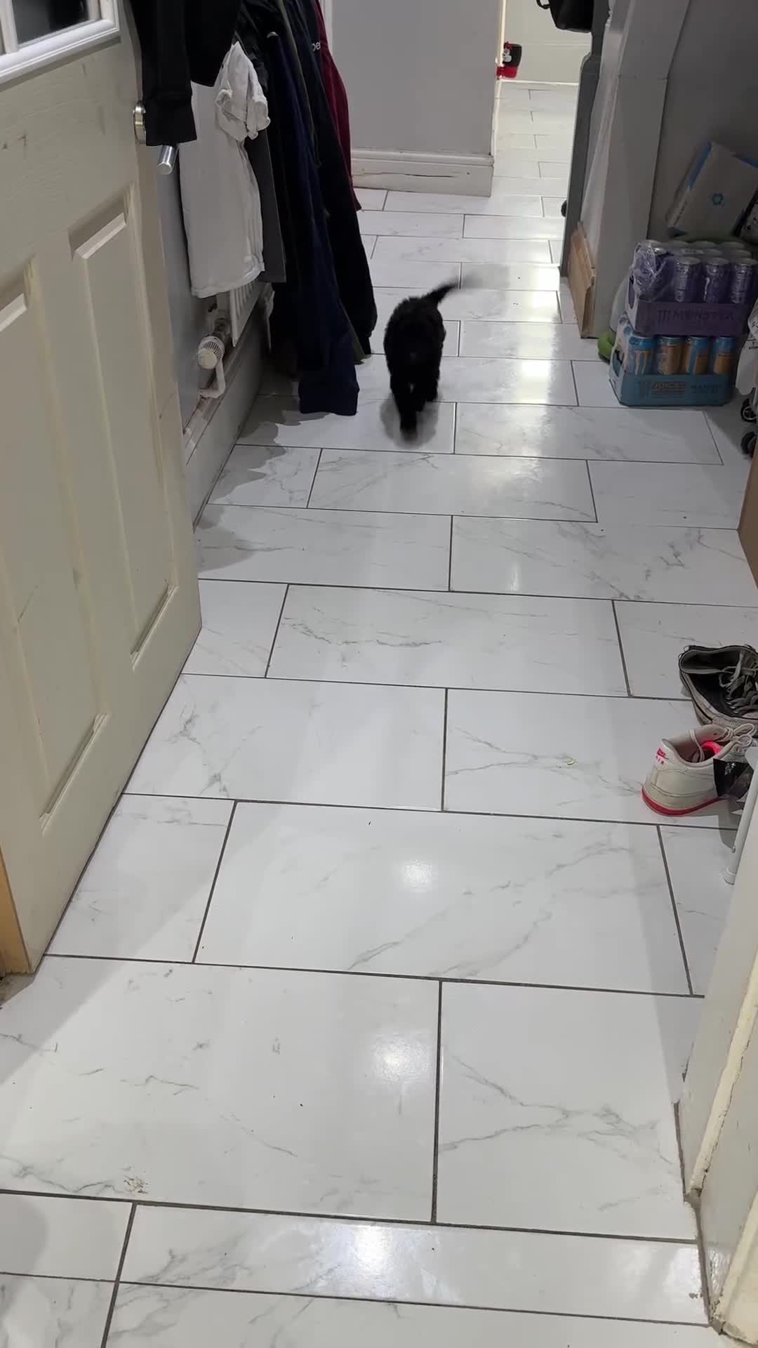 Labradoodle dogs for sale: F1bb labradoodle puppies black curly coat 🧬 clear - Video 3