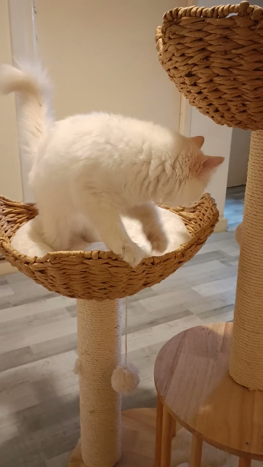 Ragdoll cats for sale:  Active fawn point boy available  - Video 3