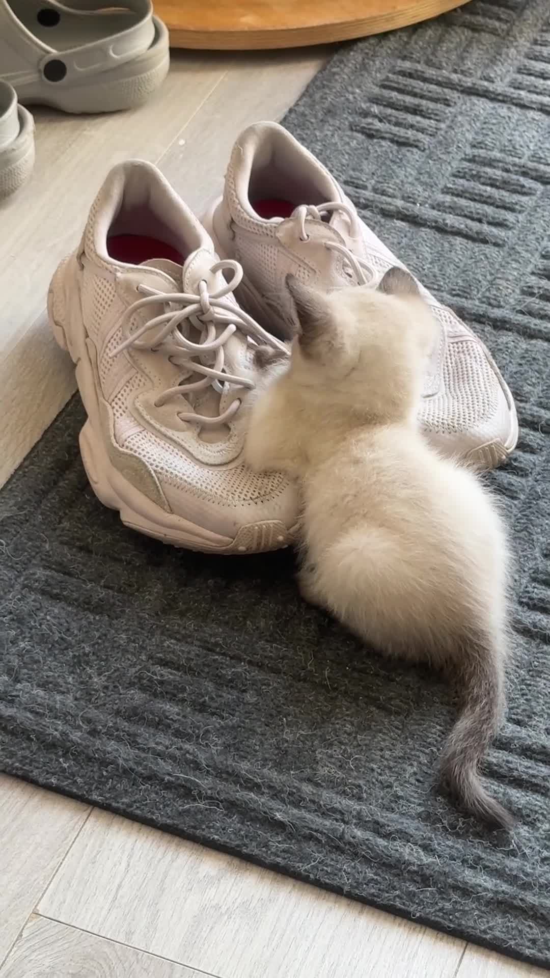 Mixed Breed cats for sale: Devon Rex x Siamese Kittens Ready End of June - Video 1