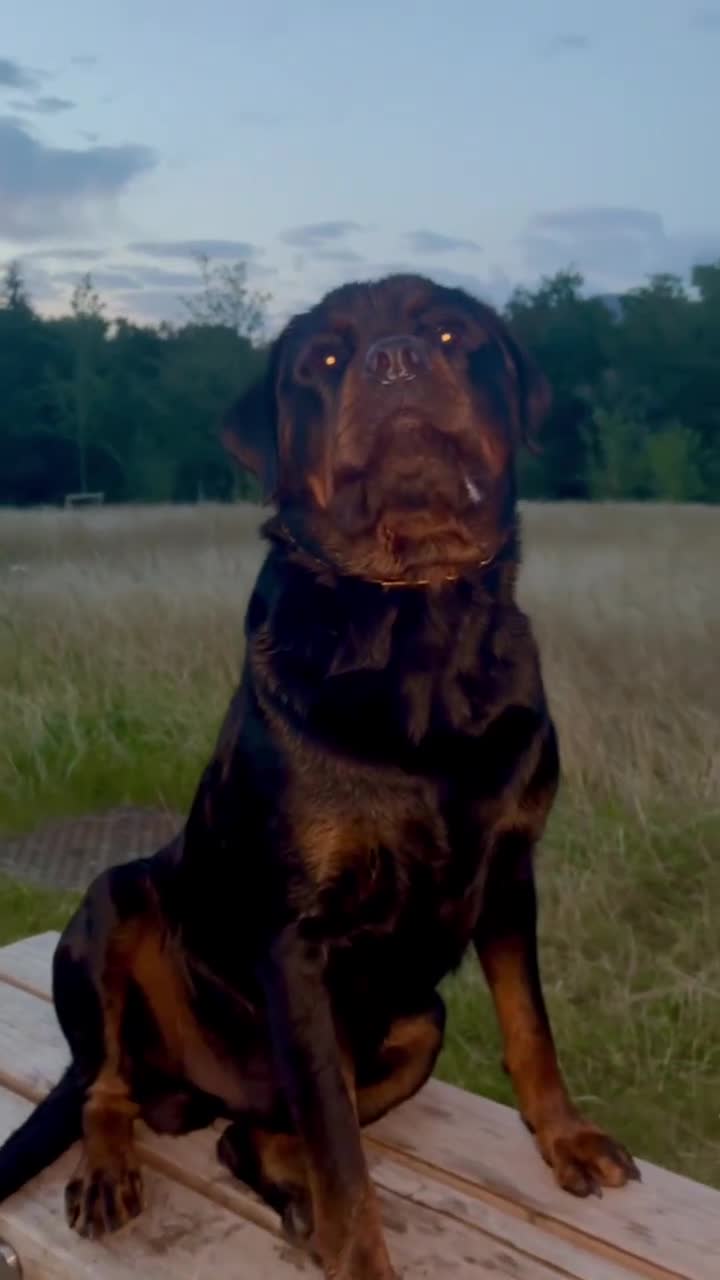 Rottweiler dogs for stud: Rottweiler stud  in Clydebank - Video 2