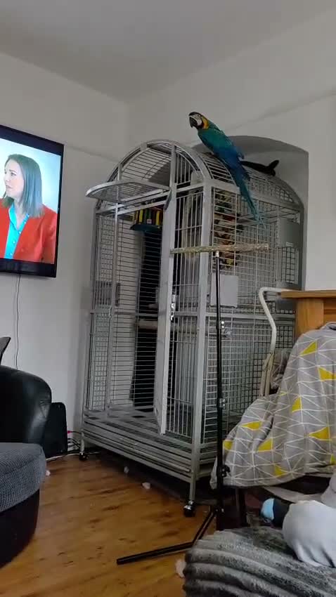 Macaws birds for sale: Blue macaw  - Video 1