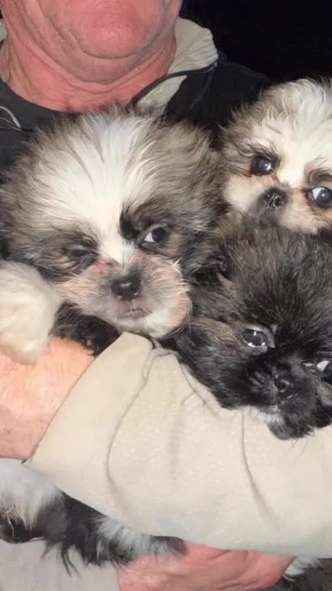 Mixed Breed dogs for sale: Shiranian boy puppies ready now  - Video 1