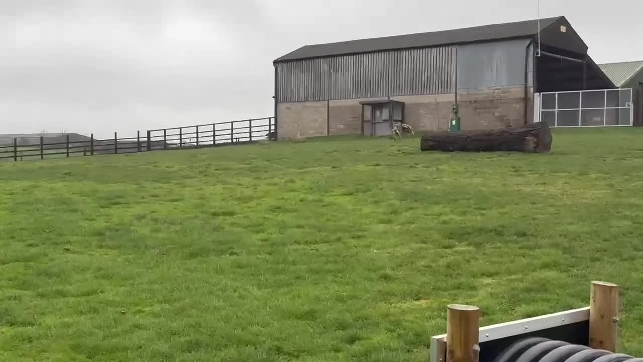 Mixed Breed dogs for adoption: Tony deserves the best forever home - Video 1