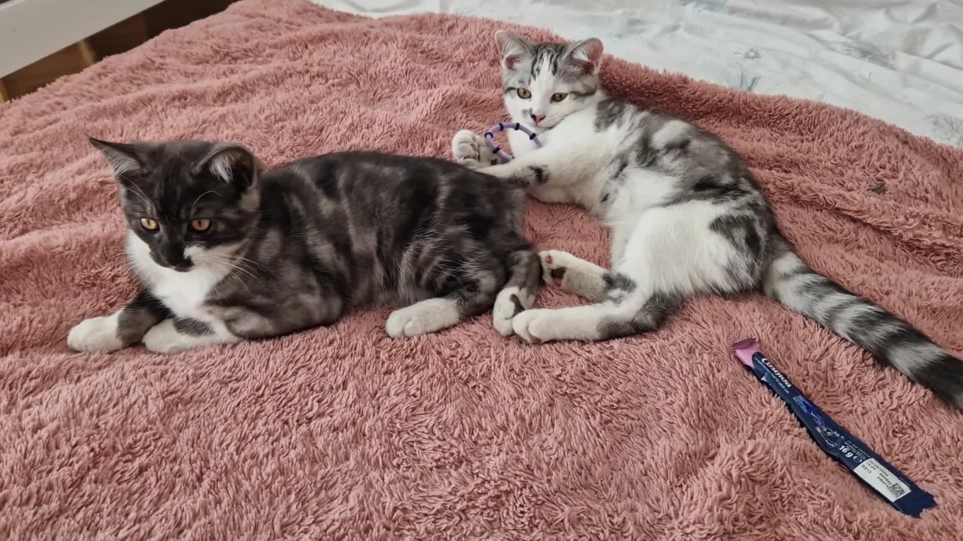 British Shorthair cats for sale: Boy kitten  - Video 2