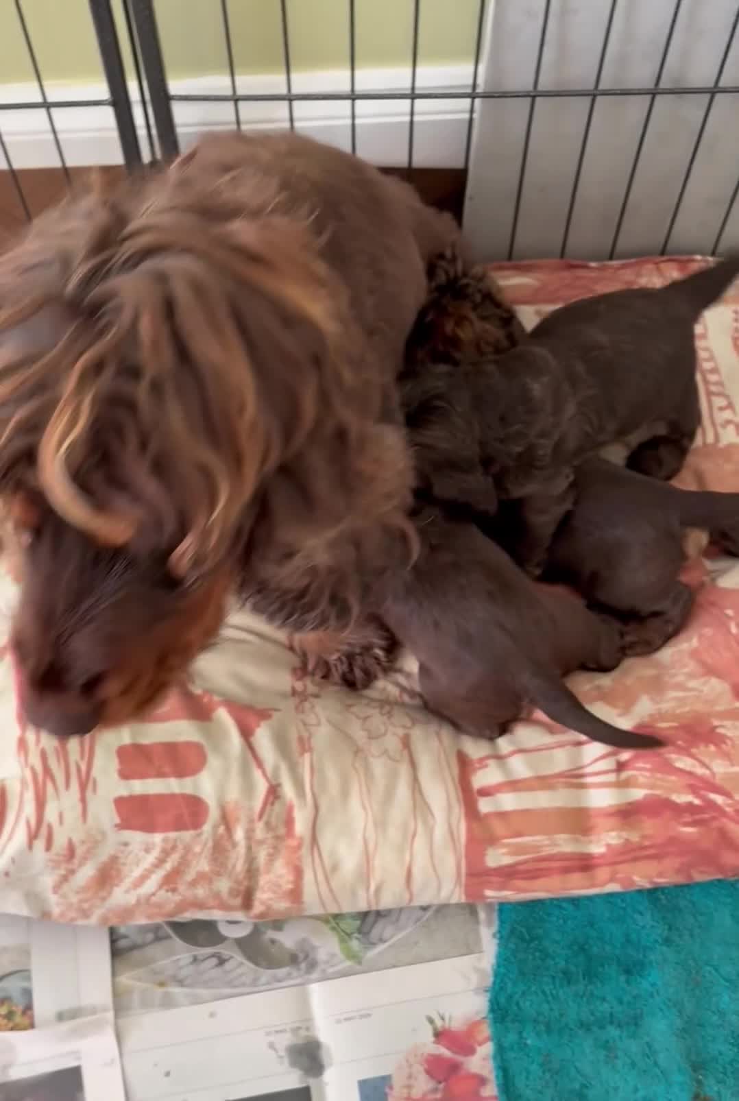 Cocker Spaniel dogs for sale: Beautiful KC English Show Cocker pups. - Video 1