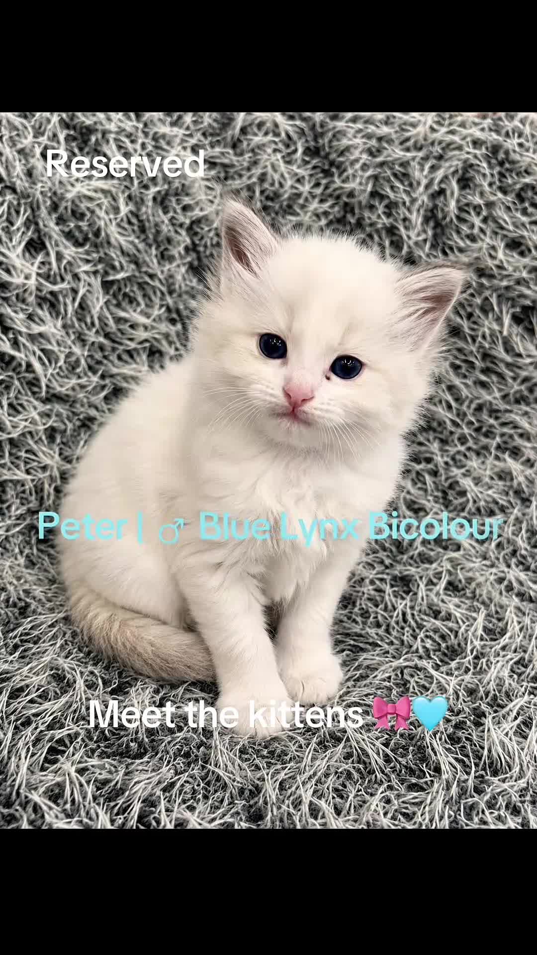 Ragdoll cats for sale: ✨ Beautiful Ragdoll Kittens – Ready Now ✨ - Video 1