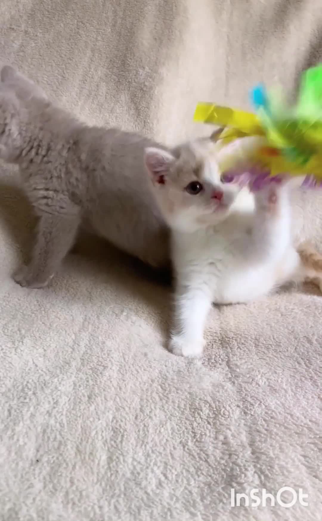 British Shorthair cats for sale: Gorgeous British Shorthairs Available TICA Reg - Video 1