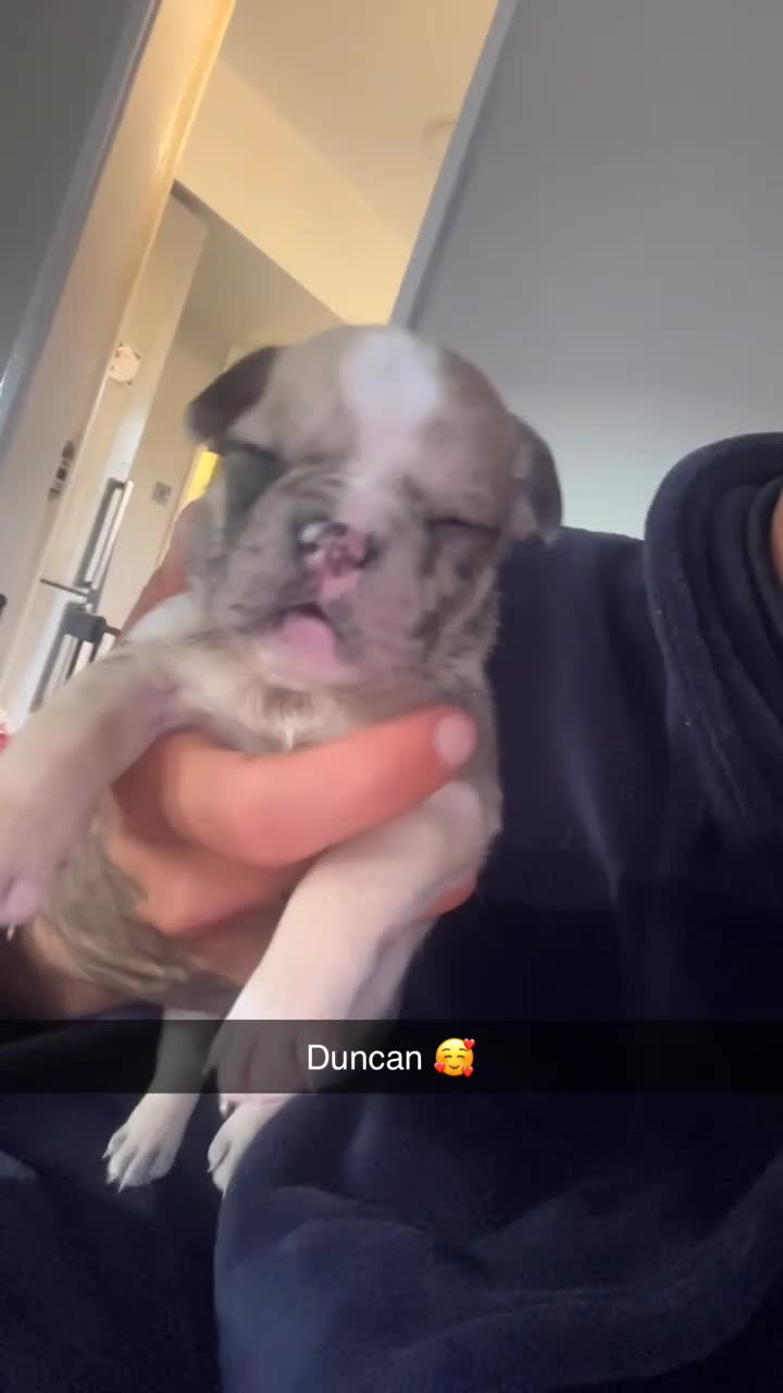 Mixed Breed dogs for sale: Gorgeous litter of frenchieX  - Video 3