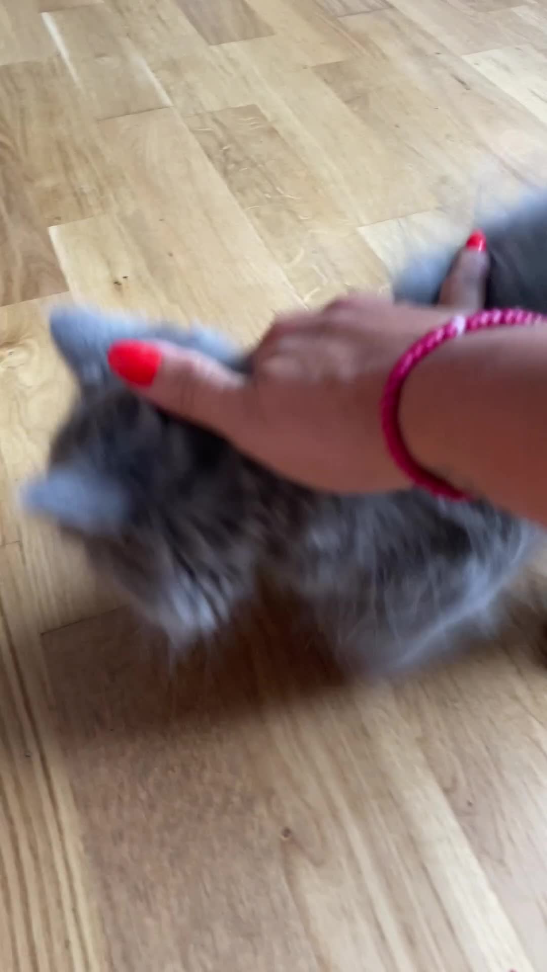 Scottish Fold cats for sale: Reduced blue straight boy & girl last one  ❤️ in Derby - Video 1