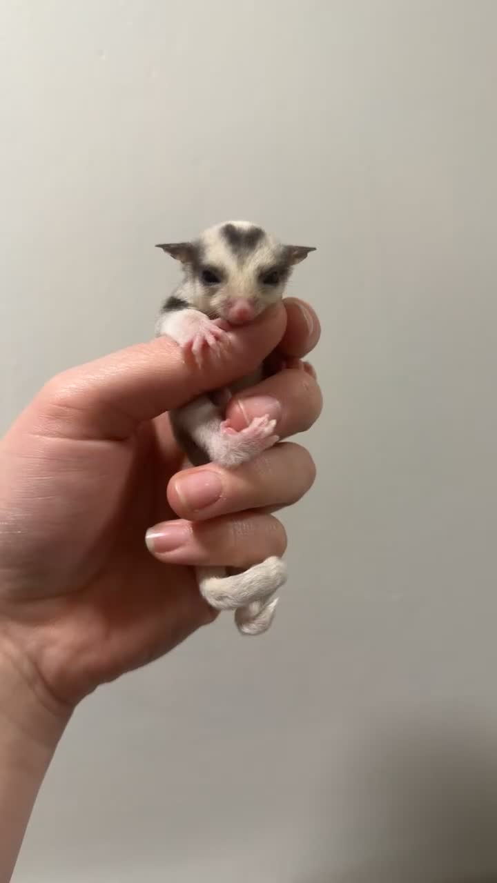 Sugar Glider rodents for sale: Sugar gliders available  - Video 1
