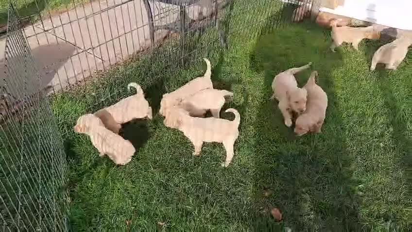 Golden Retriever dogs for sale: Golden Retriever Puppies - Video 2