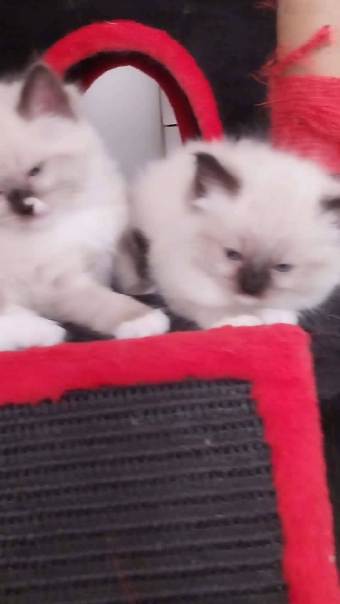 Ragdoll cats for sale: Two gorgeous little rag doll girls .😽😺 - Video 2