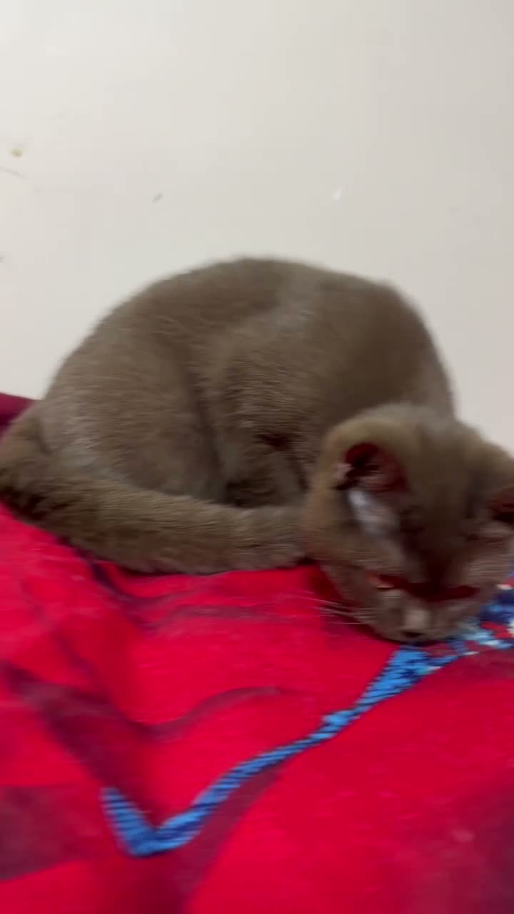 British Shorthair cats for sale: Rare Cinnamon Color British Shorthair Kittens - Video 1