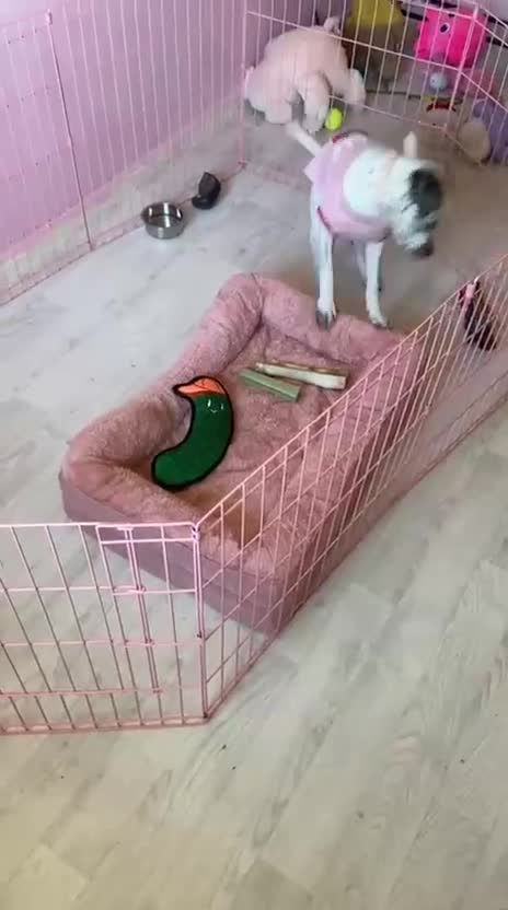Mixed Breed dogs for sale: Cockerbull x staff Rehoming  in London - Video 2